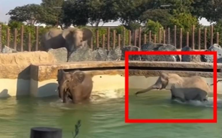 大象失足落水放聲咆哮畫面震撼！ 　牠最暖馬上衝去救援