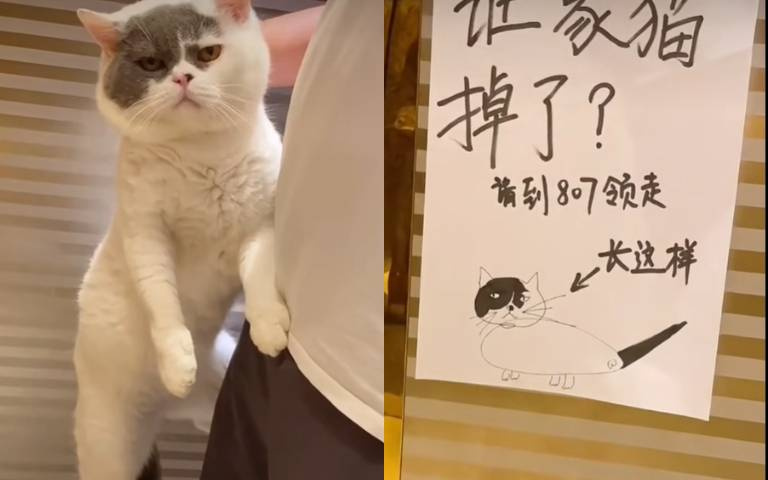 鄰居拾獲走失貓咪！帶回家照料「畫了一張尋貓啟事」被讚爆