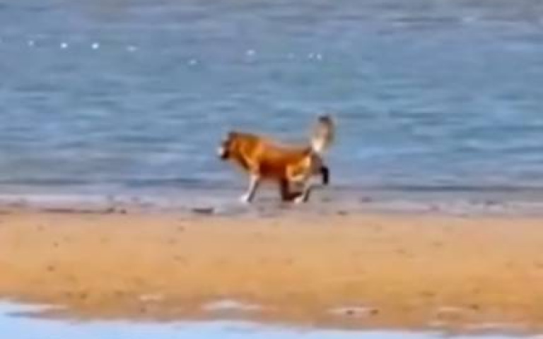 以為金毛犬追海鷗式想咬死牠！　殊不知大腳一跨「當人家廁所」