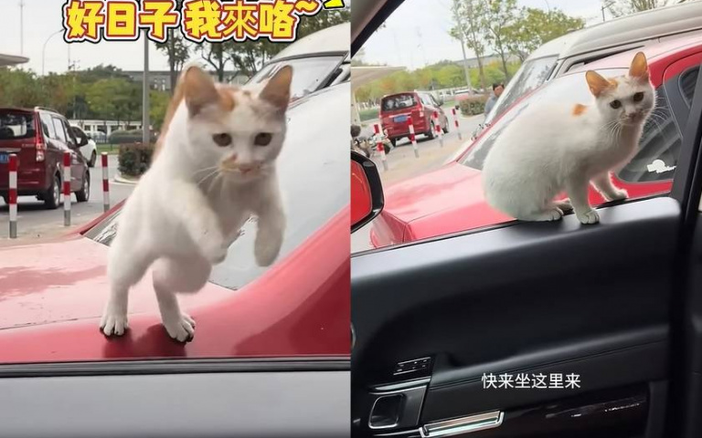 駕駛玩笑問浪貓「要不要來當副駕」 牠立刻跳上豪車不走被當場收編