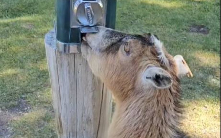 人類投幣、羊自動湊過來幹飯！　幾隻小動物低調撿漏還是被注意到