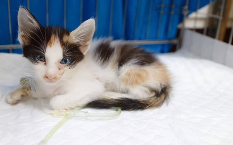 異瞳小三花眼中藏「星辰大海」　出生就得貓瘟熬過病痛找到幸福