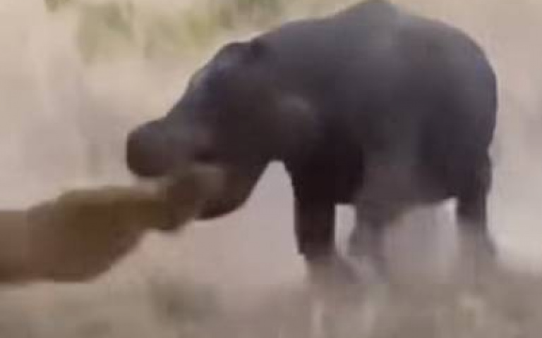 非洲領土上的一頭猛獸！　河馬一口一顆獅子頭、鱷魚也不放過