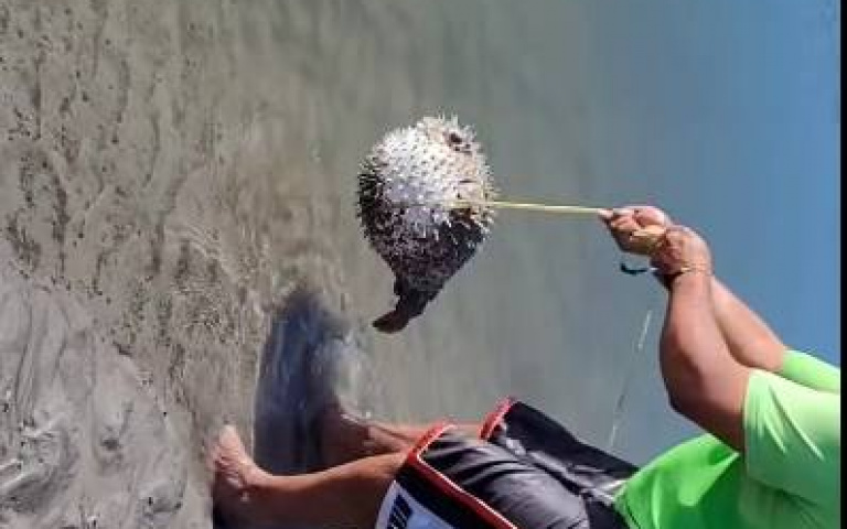 男子打救擱淺的河豚　牠擺動魚鰭道謝+說再見