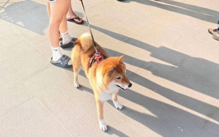 最萌不速之客！柴柴路邊強搭霸王車　飼主接通知笑翻：牠太親人了